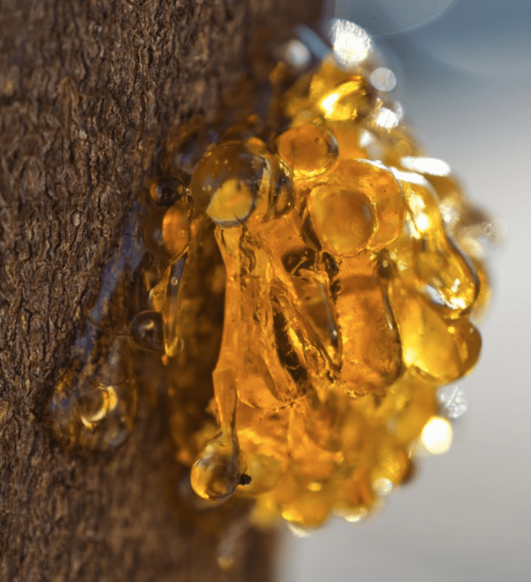 amber sap