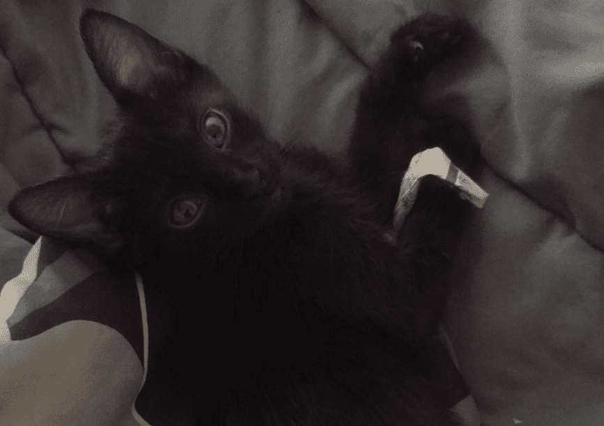 onyx kitten