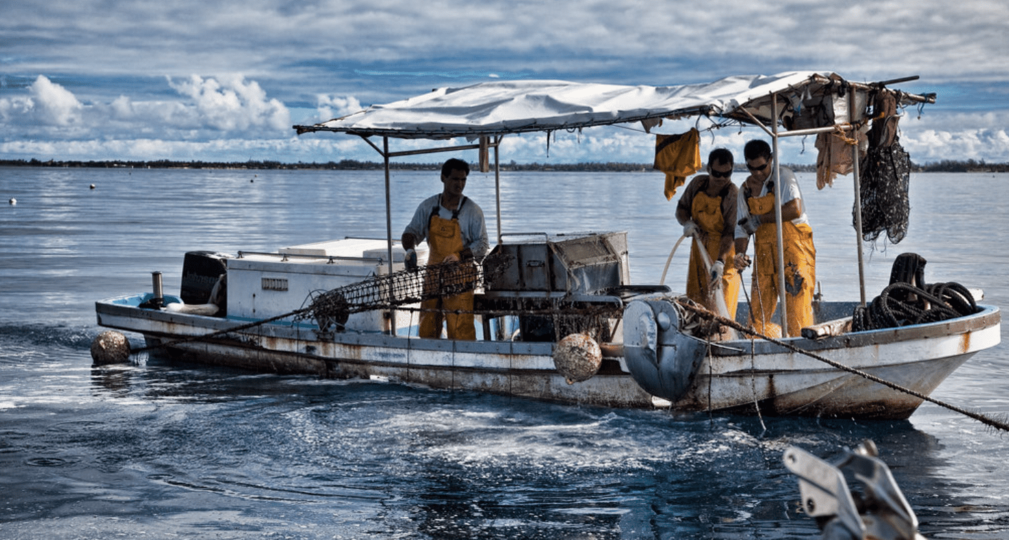 pearl farming